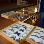EXPO INSECTES 10