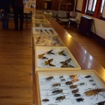 EXPO INSECTES 2
