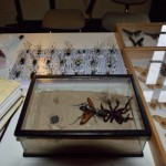 EXPO INSECTES 3