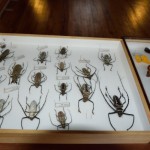 EXPO INSECTES 7