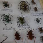 Exposition insectes 2019010