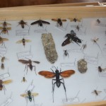 Exposition insectes 2019012